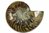Cut & Polished Ammonite Fossil (Half) - Madagascar #377599-1